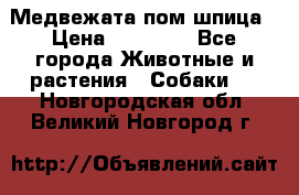 Медвежата пом шпица › Цена ­ 40 000 - Все города Животные и растения » Собаки   . Новгородская обл.,Великий Новгород г.